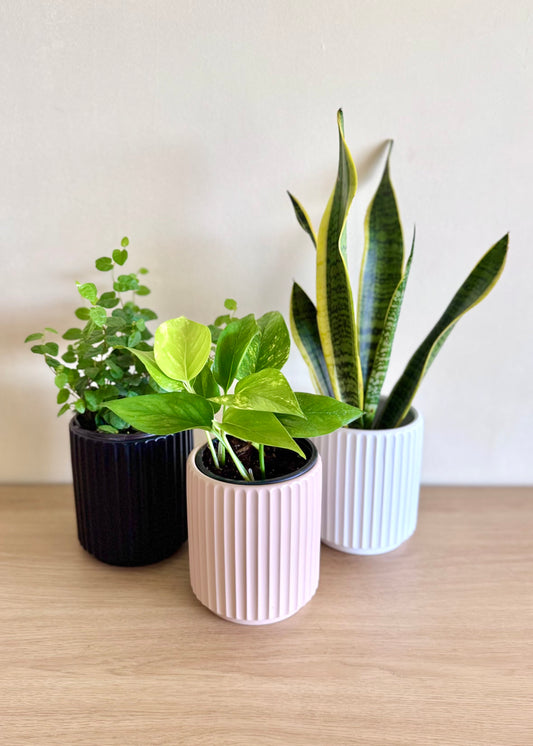 Macetero Nubi cerámica