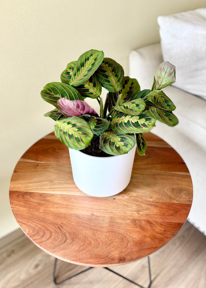 Maranta Leuconeura Tricolor