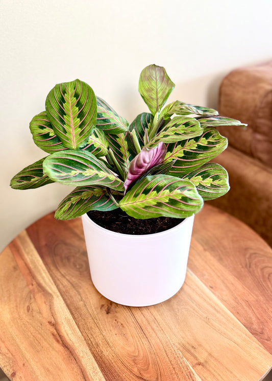 Maranta Leuconeura Tricolor