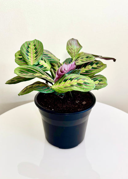 Maranta Leuconeura Tricolor