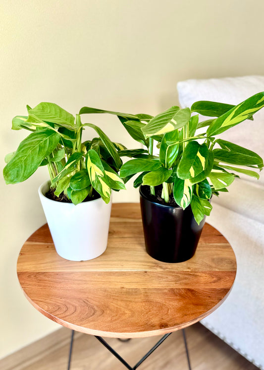 Maranta Lubbersiana