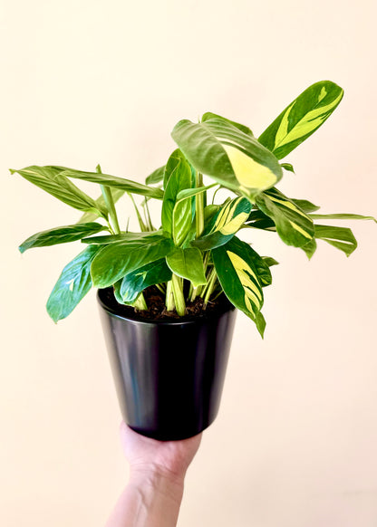 Maranta Lubbersiana