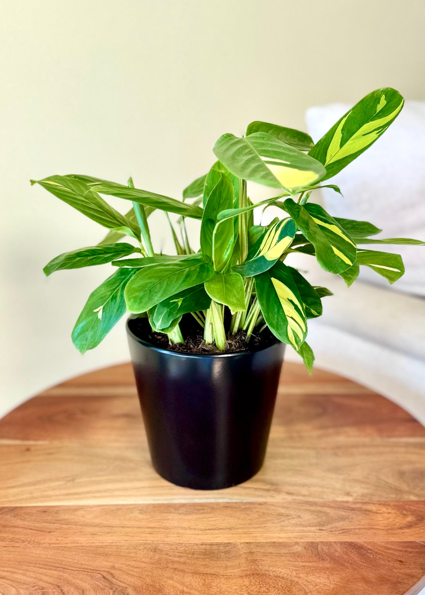 Maranta Lubbersiana