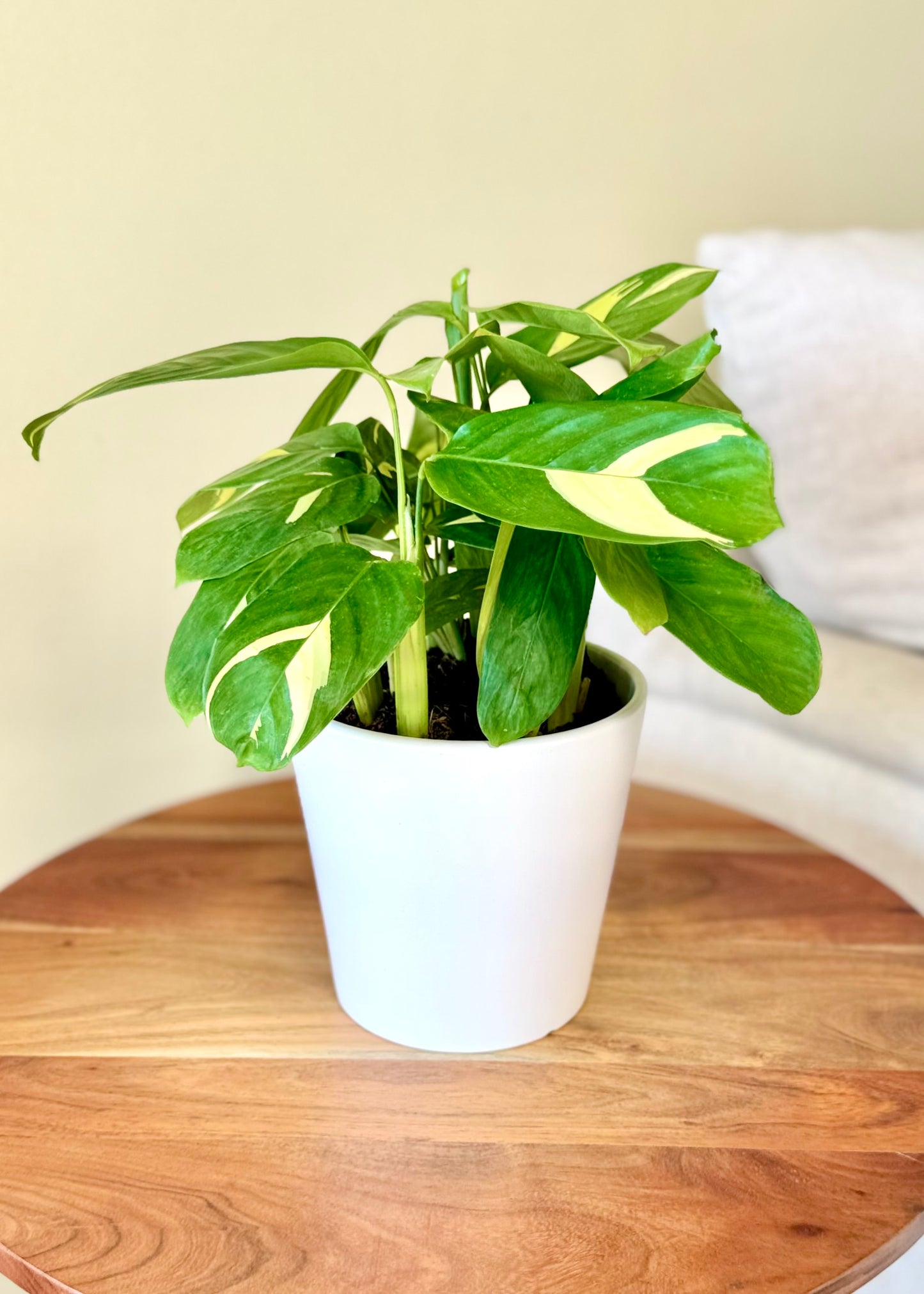 Maranta Lubbersiana