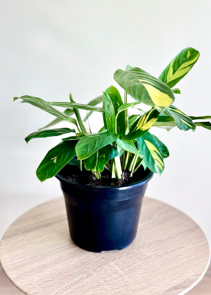 Maranta Lubbersiana