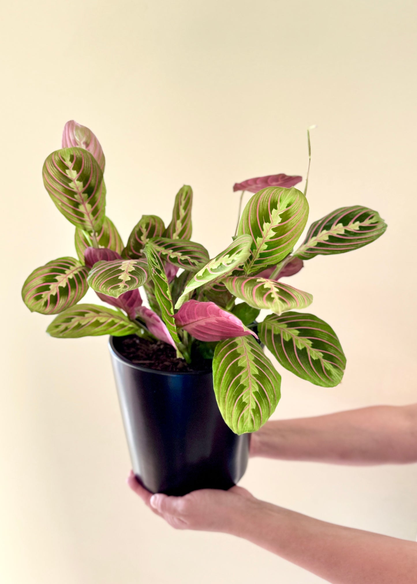Maranta Leuconeura Tricolor