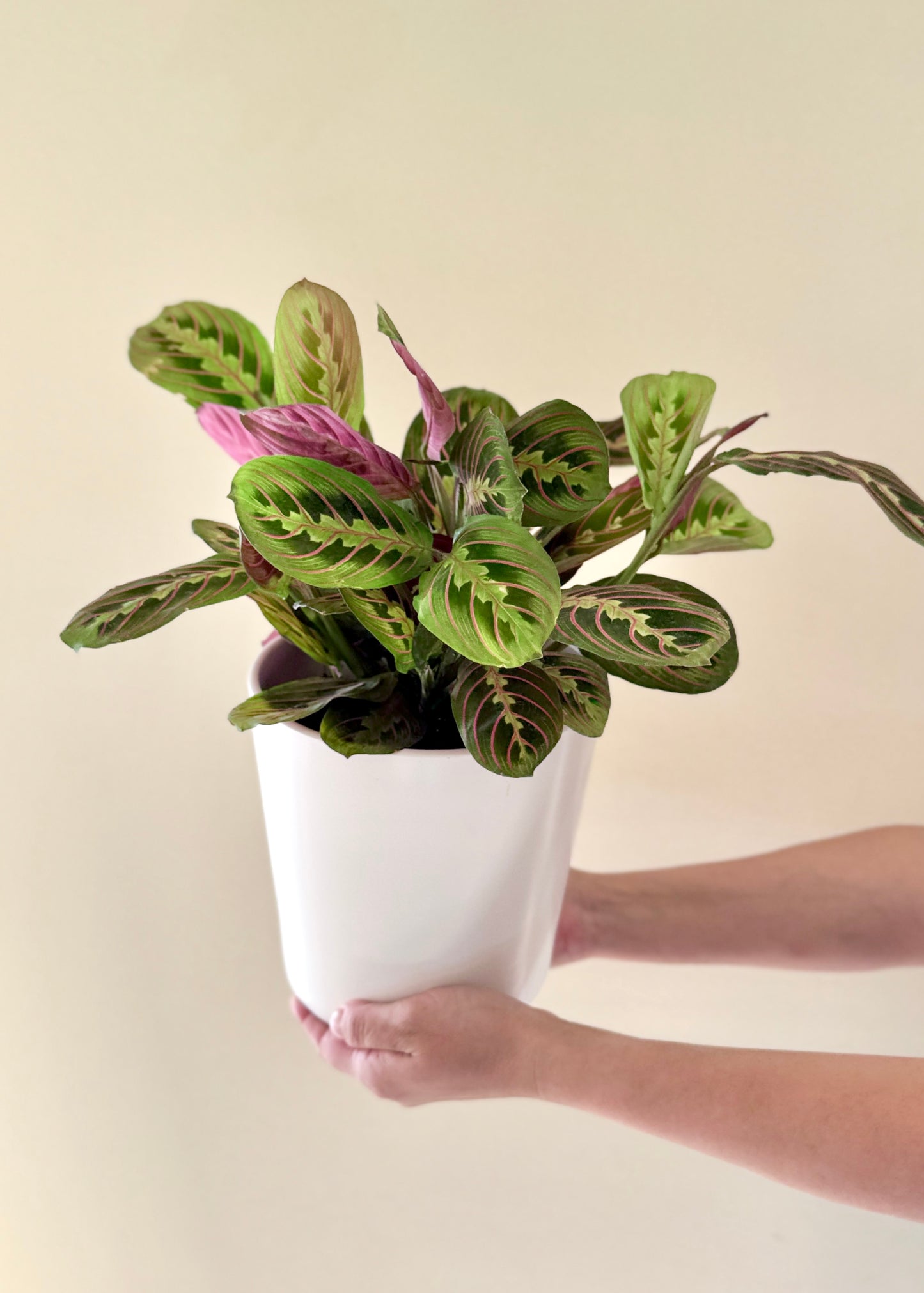 Maranta Leuconeura Tricolor