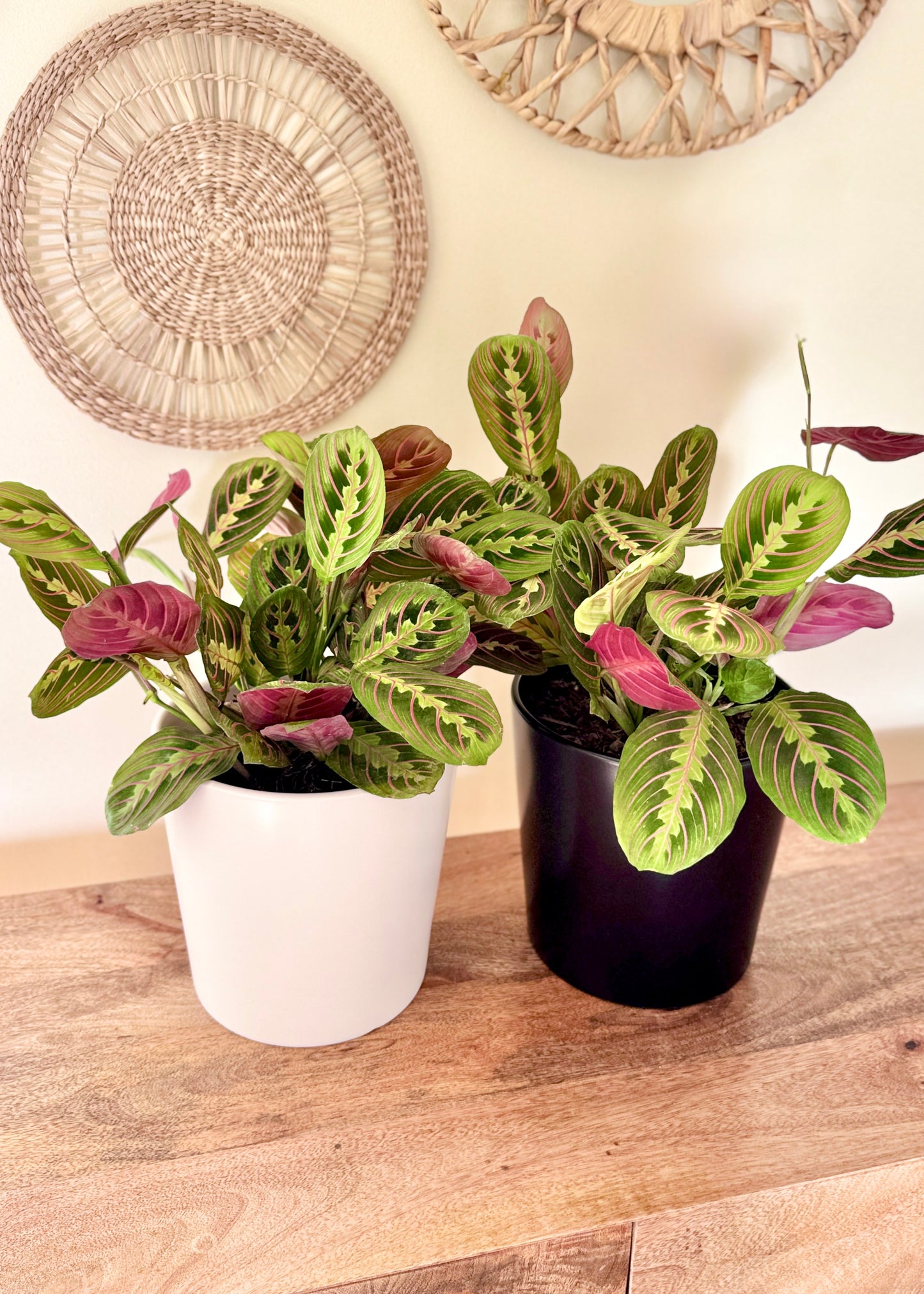 Maranta Leuconeura Tricolor