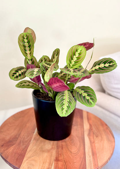 Maranta Leuconeura Tricolor