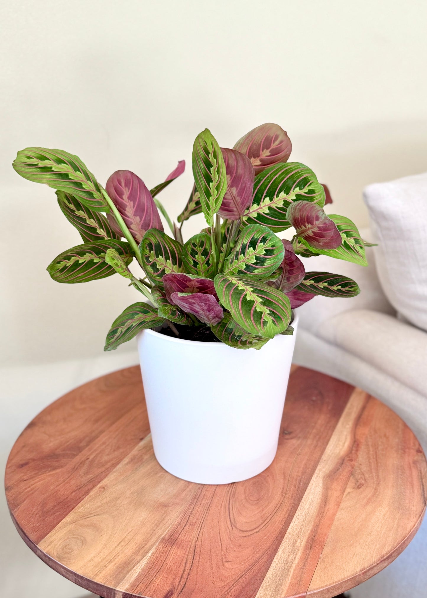 Maranta Leuconeura Tricolor
