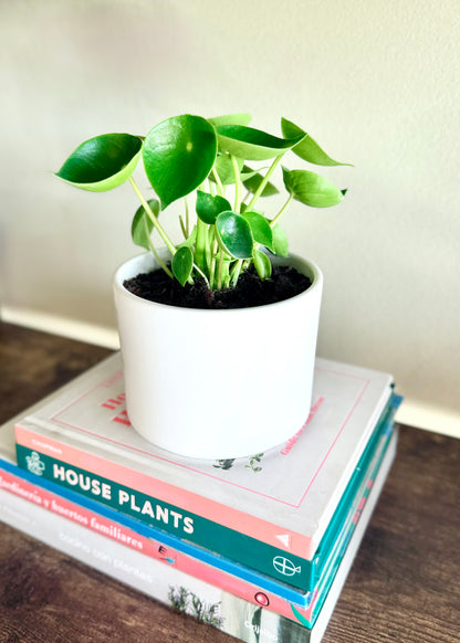 Mini Peperomia Cucharita