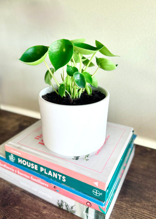 Mini Peperomia Cucharita