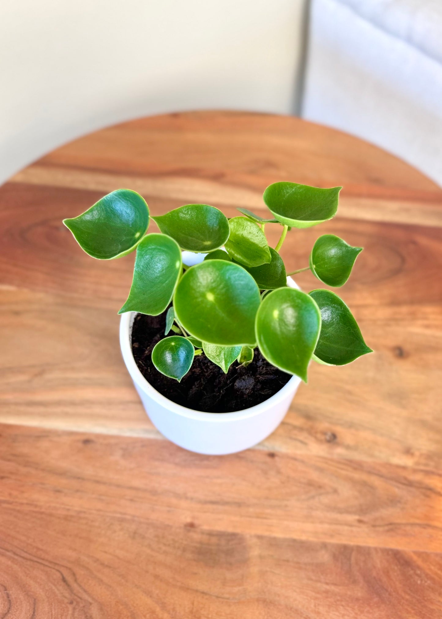 Mini Peperomia Cucharita