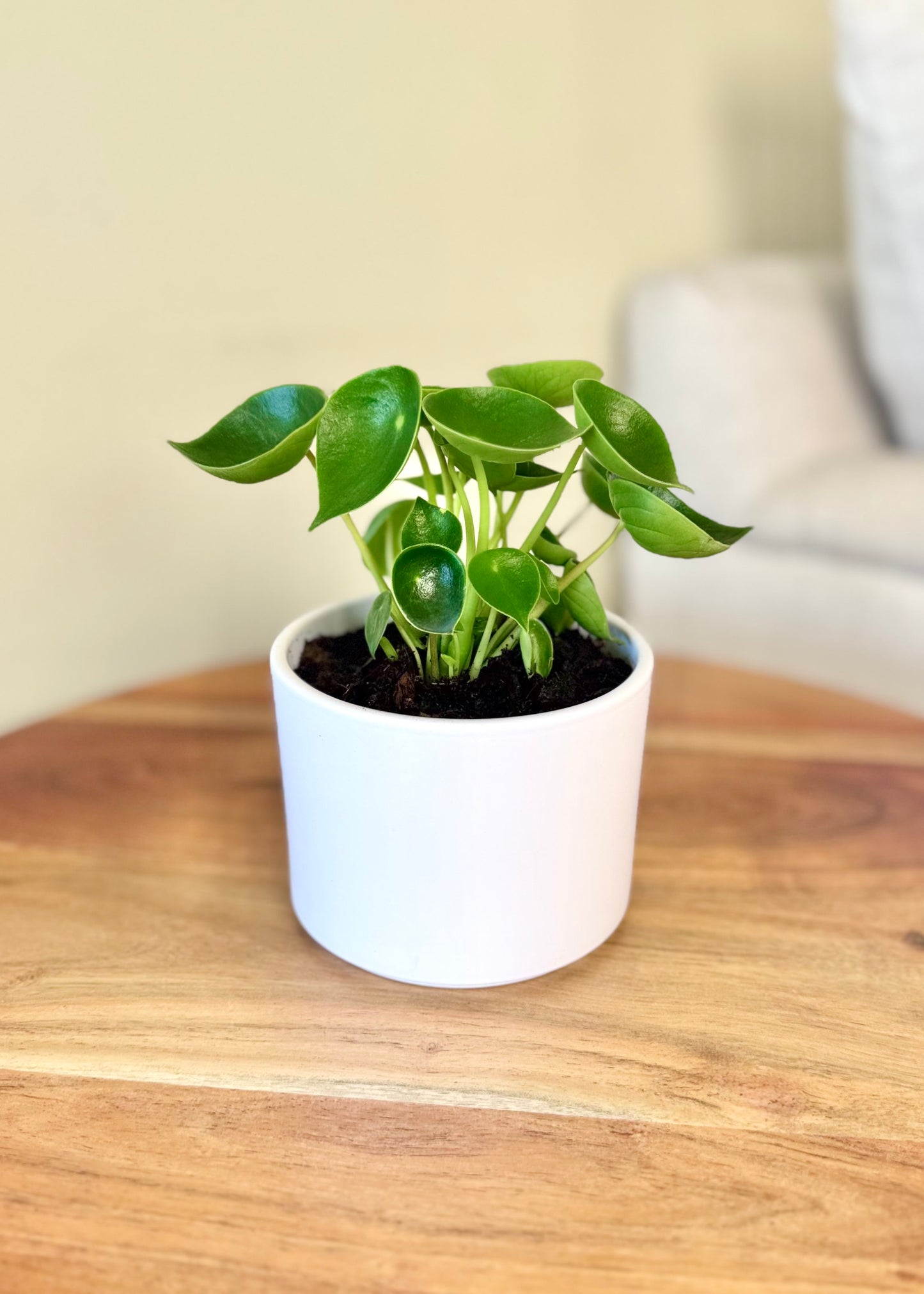 Mini Peperomia Cucharita
