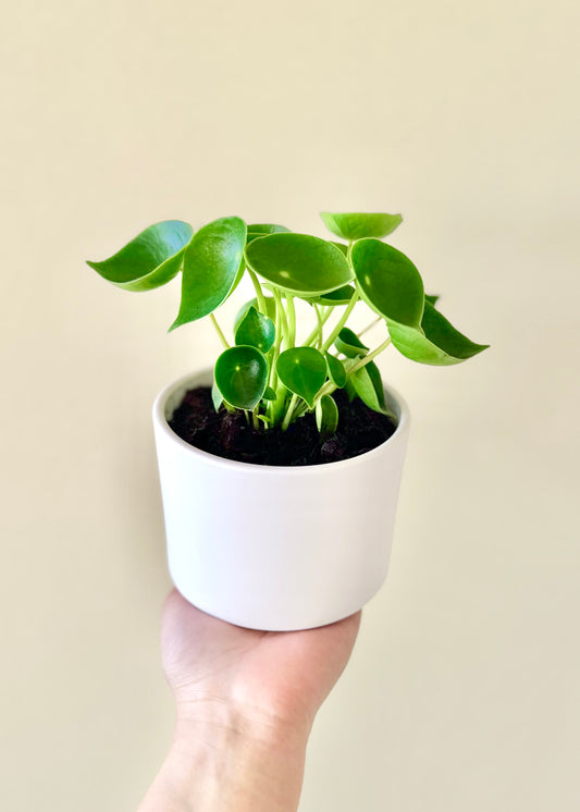 Mini Peperomia Cucharita