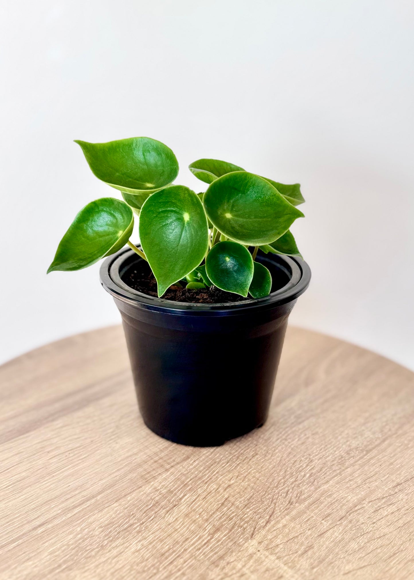 Mini Peperomia Cucharita