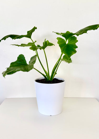 Mini Filodendro Paraguayo