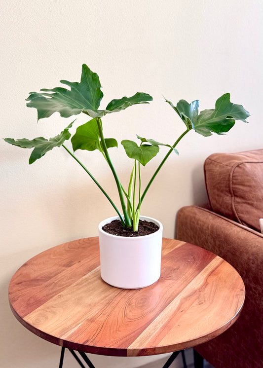 Mini Filodendro Paraguayo