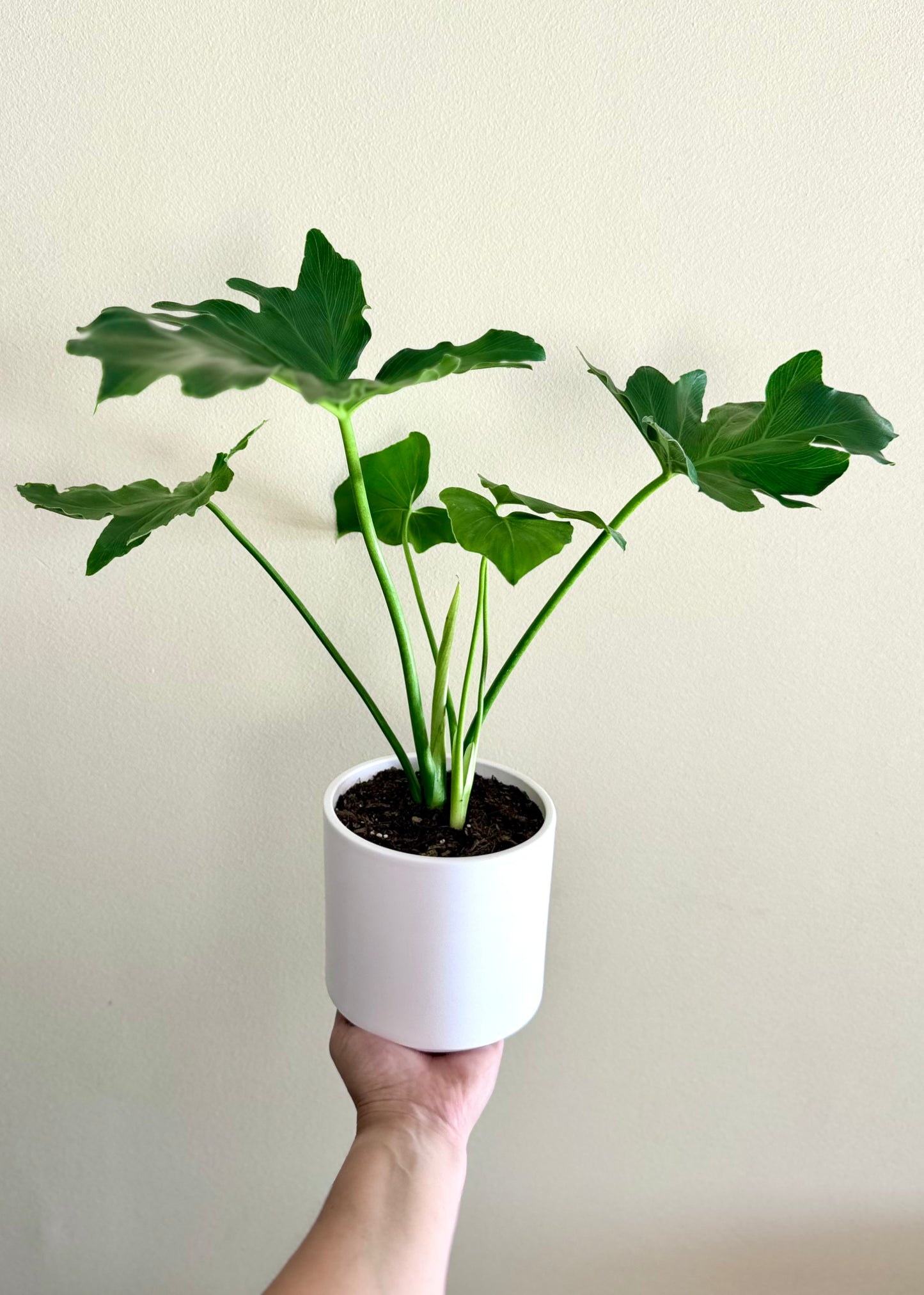 Mini Filodendro Paraguayo