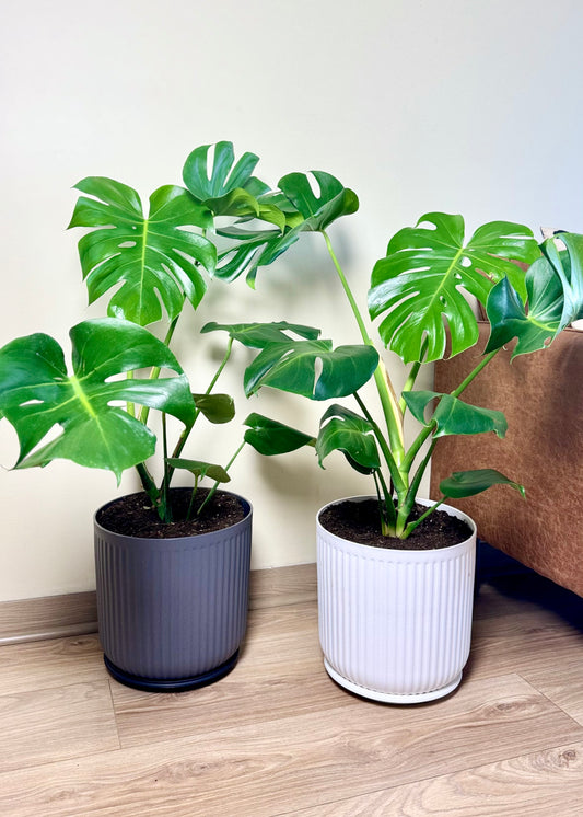 Monstera Deliciosa L macetero Líneo