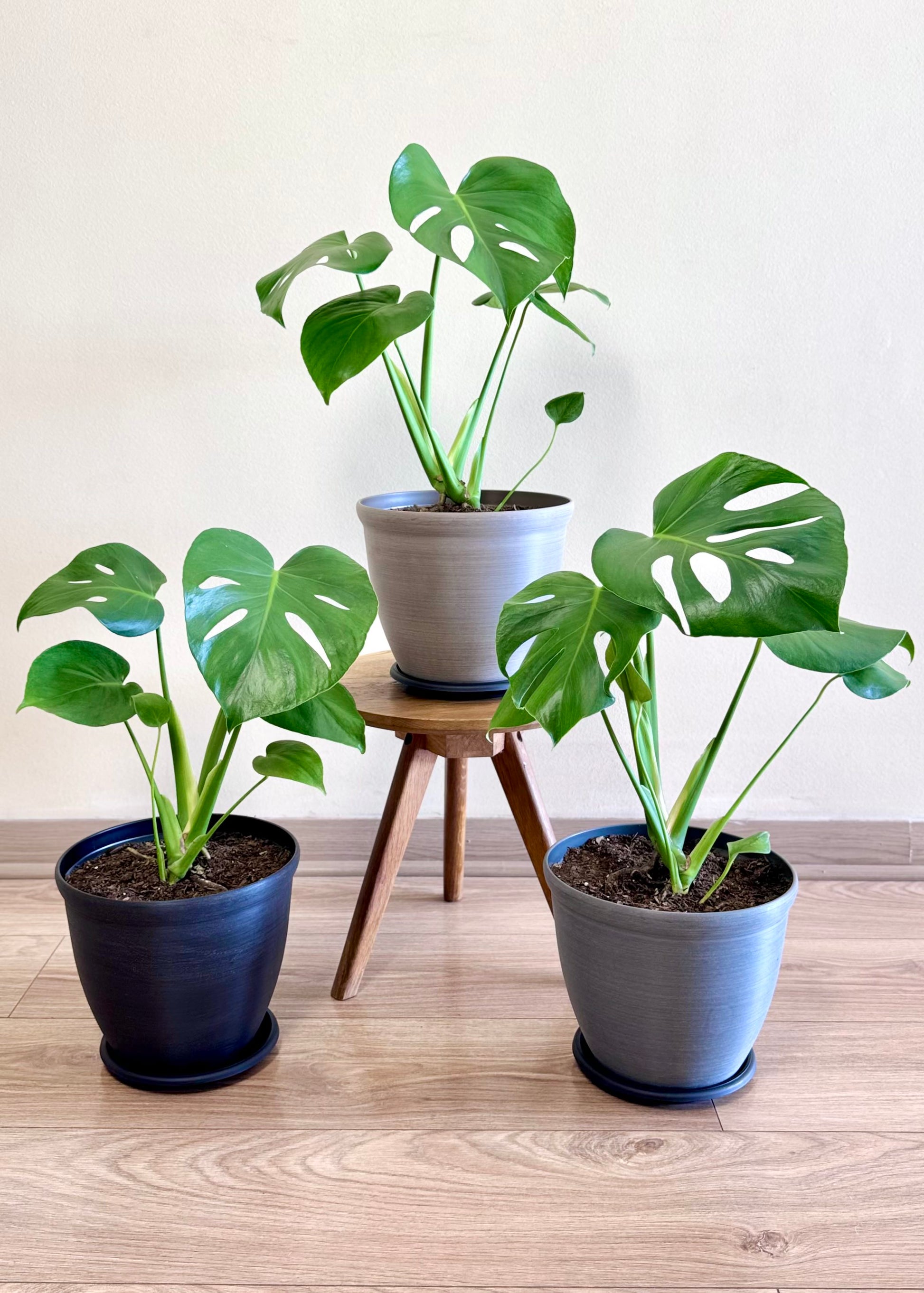 planta de monstera Monstera S – Planta Tropical Pequeña y Decorativa – DecoPlantería