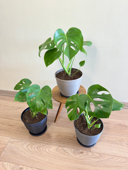 Monstera Deliciosa S