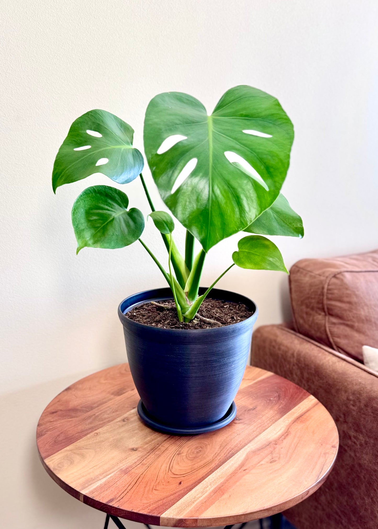 Monstera Deliciosa S