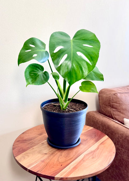 Monstera Deliciosa S