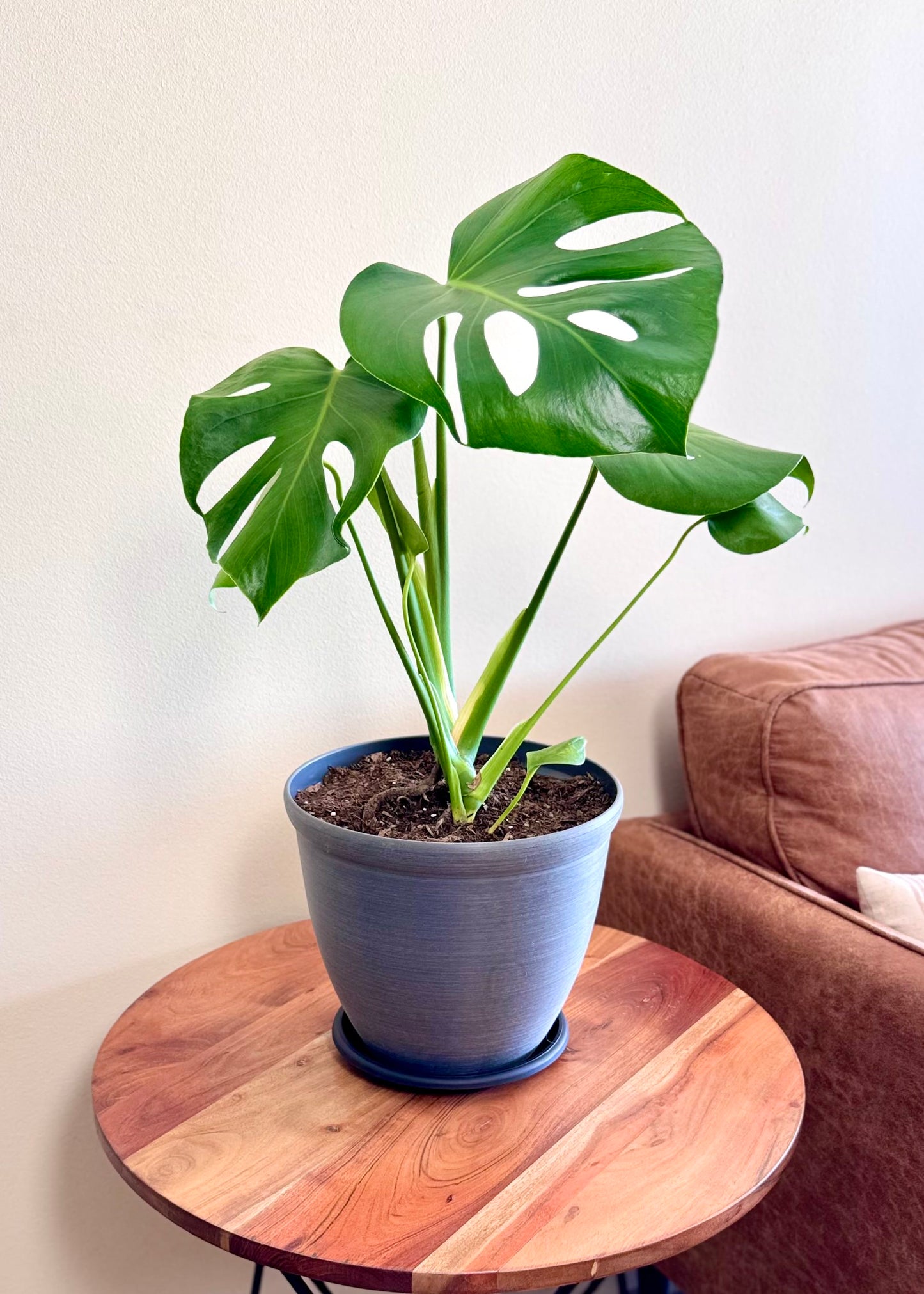 Monstera Deliciosa S