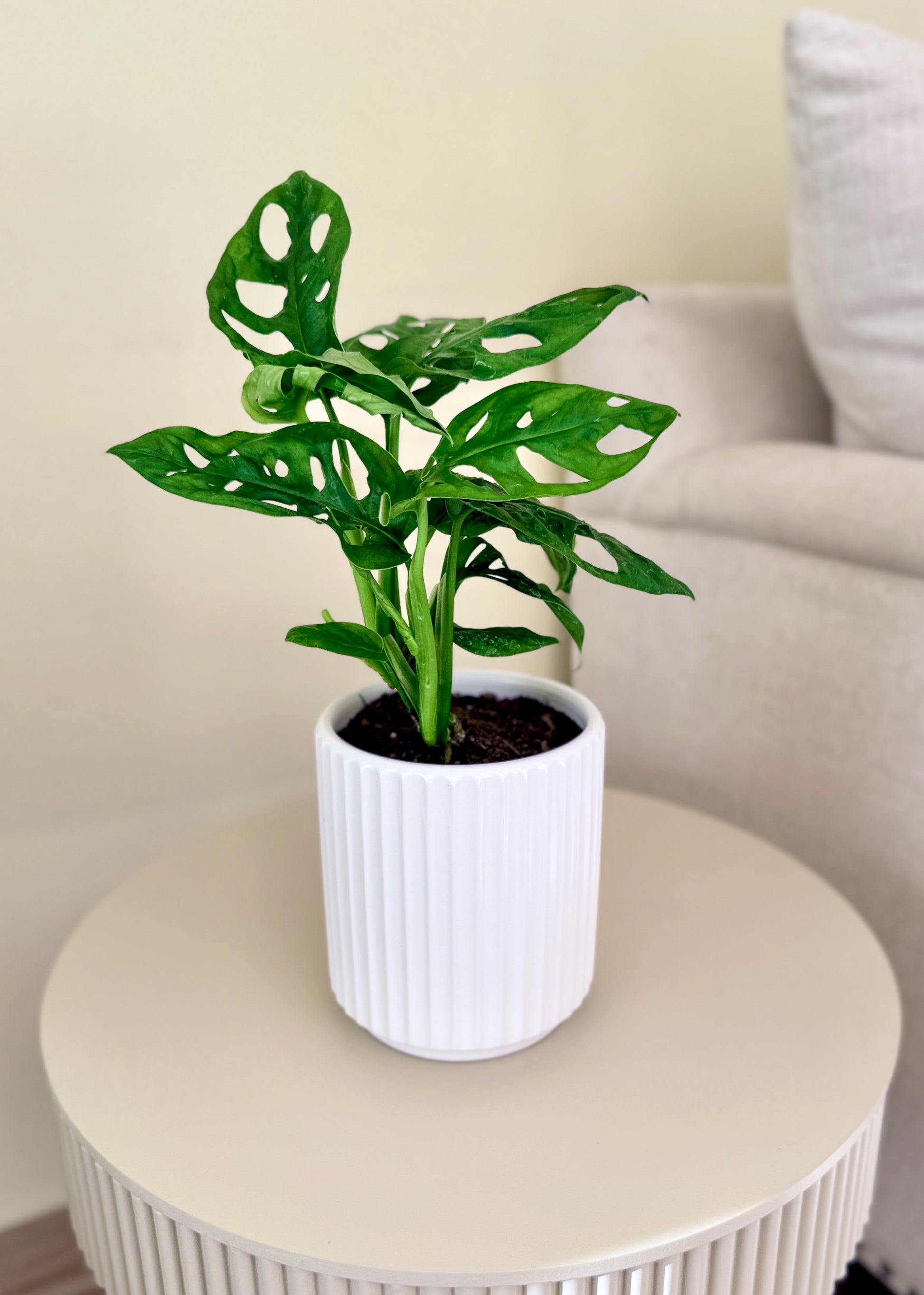 Monstera Friedrichsthalii (Mini Adansonii) – Planta de interior tropical  30-40 cm – DecoPlantería