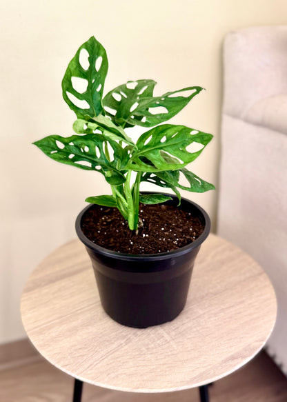 Monstera Friedrichsthalii (mini Adansonii)