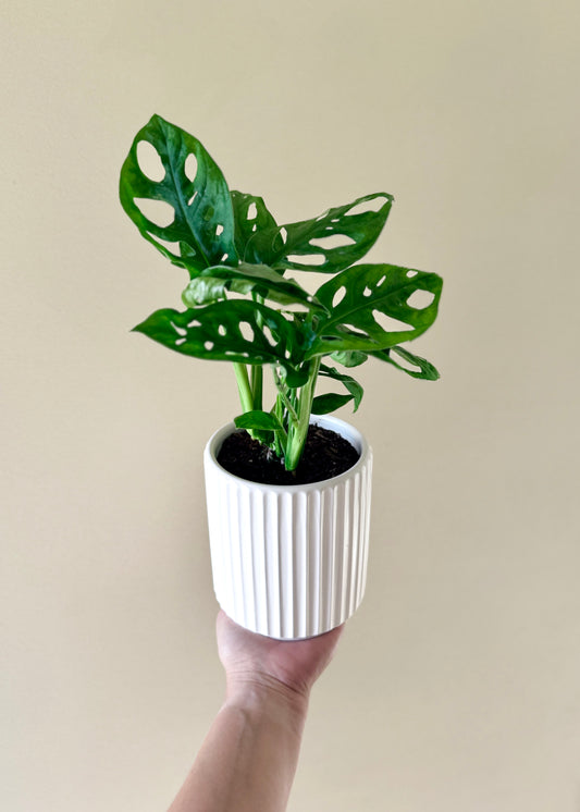 Monstera Friedrichsthalii (mini Adansonii)