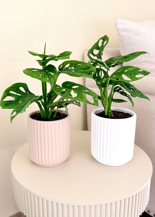 Monstera Friedrichsthalii (mini Adansonii)