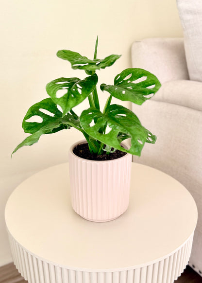 Monstera Friedrichsthalii (mini Adansonii)