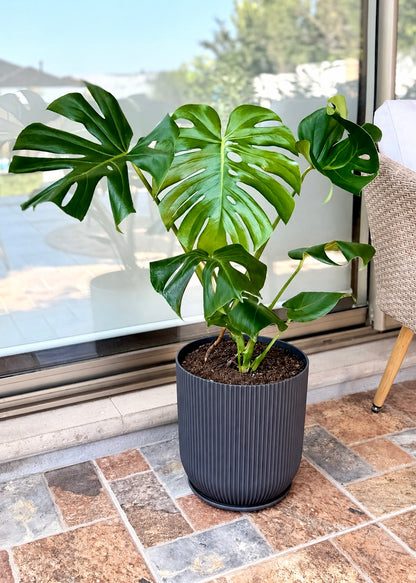 Monstera Deliciosa L macetero Cala – Cala Negro