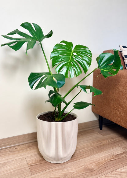 Monstera Deliciosa L macetero Cala – Cala Blanco