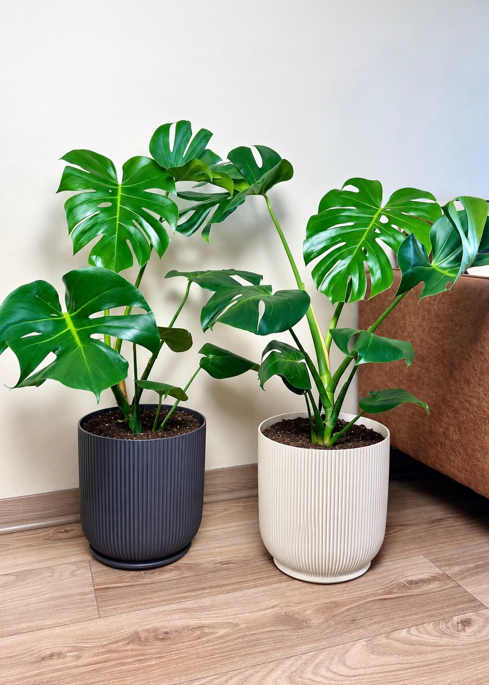 Monstera Deliciosa L macetero Cala