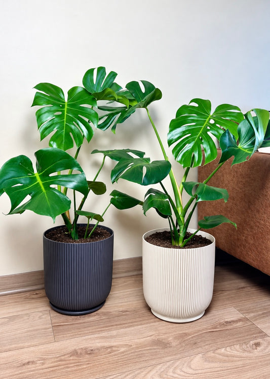 Monstera Deliciosa L macetero Cala