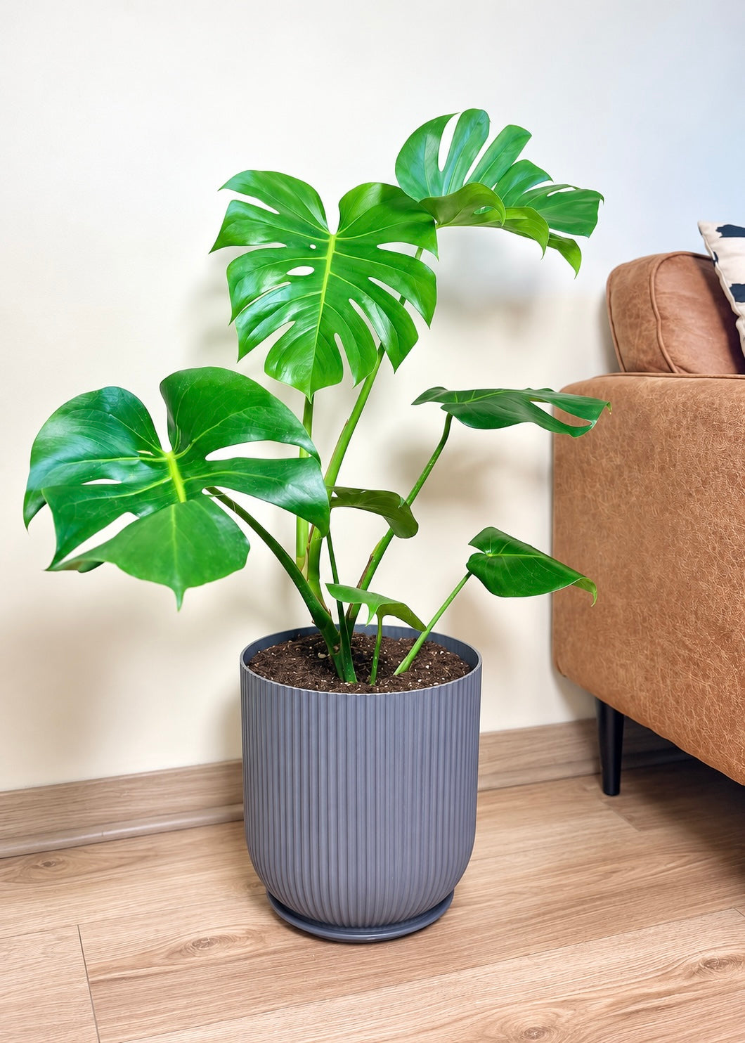 Monstera Deliciosa L macetero Cala – Cala Gris