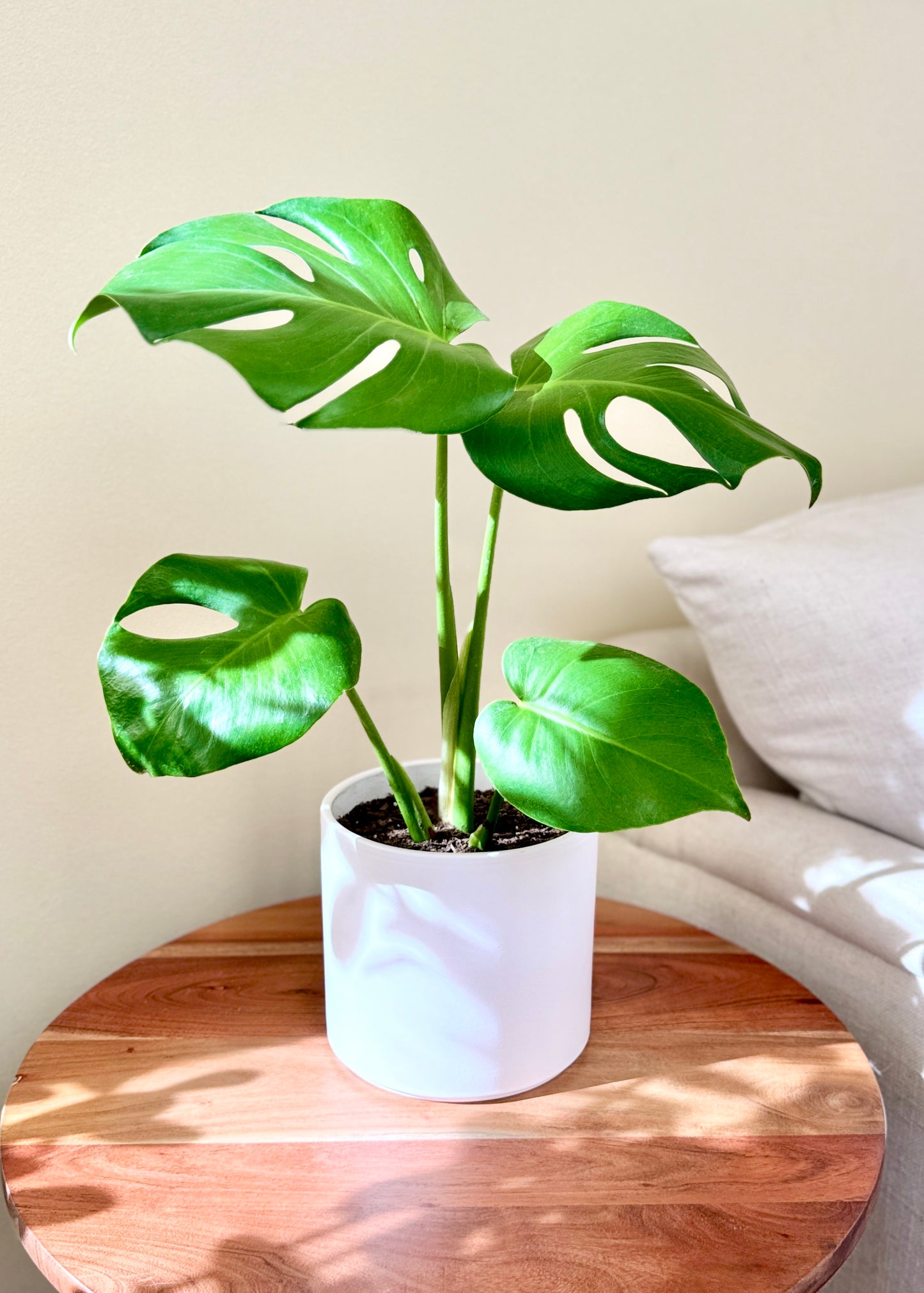 Monstera Deliciosa S