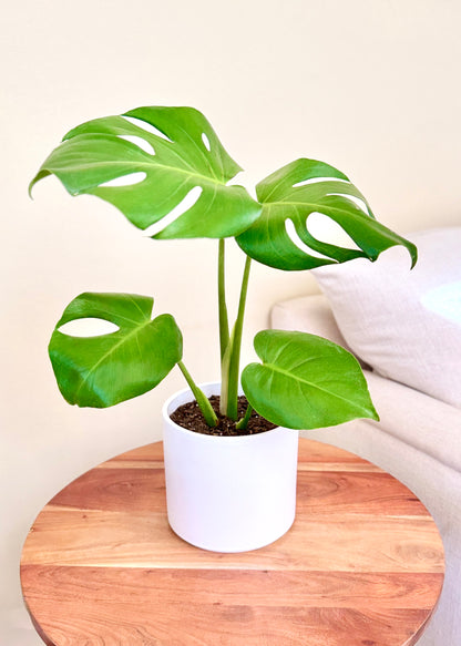 Monstera Deliciosa S