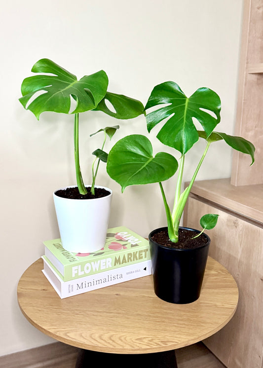 Monstera S