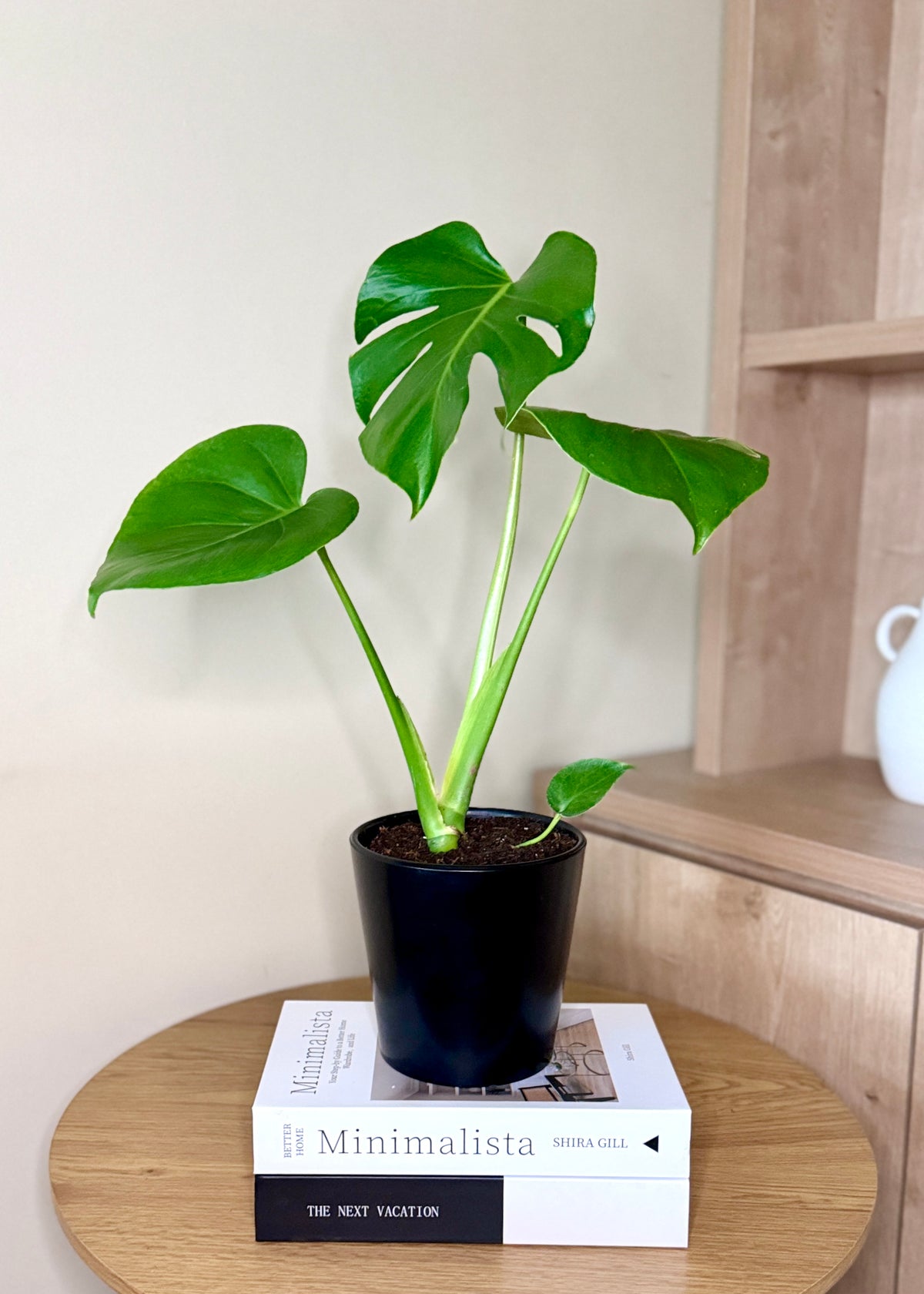 Monstera S – Cónico Negro