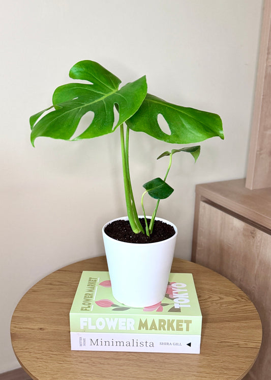 Monstera S