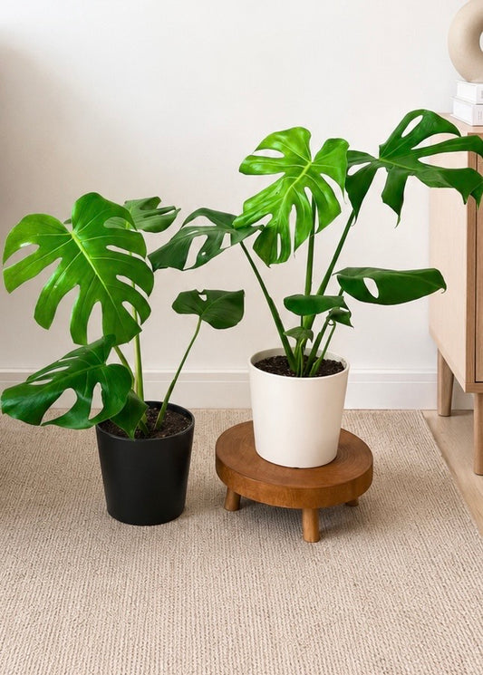 Monstera M