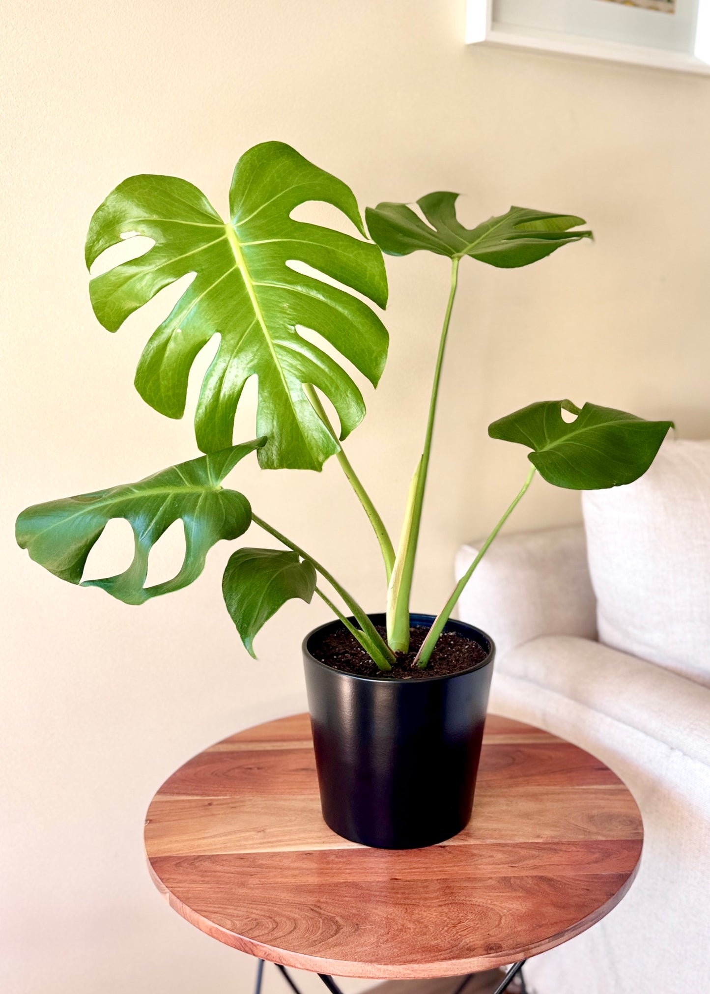 Monstera M