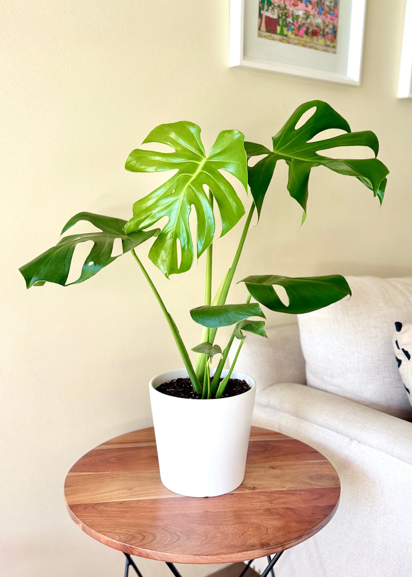 Monstera M