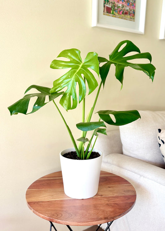 Monstera M