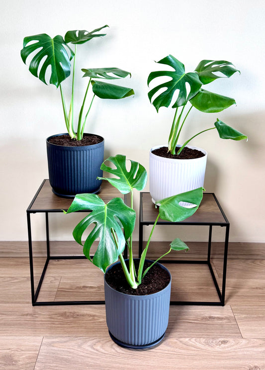 Monstera Deliciosa