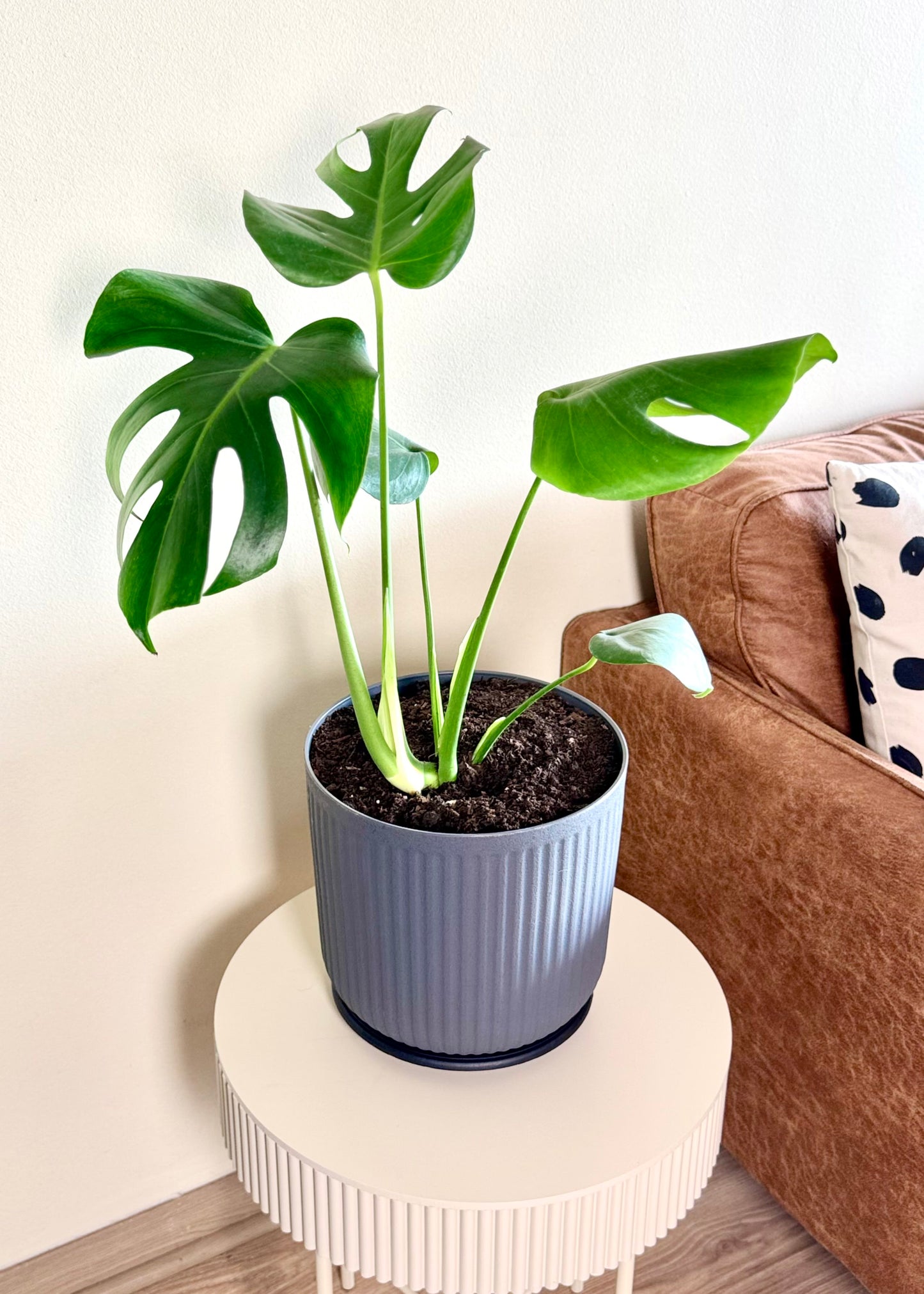 Monstera Deliciosa M